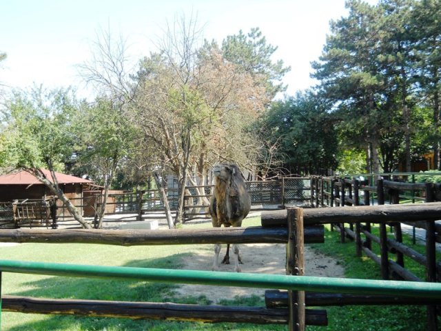 zoo_3